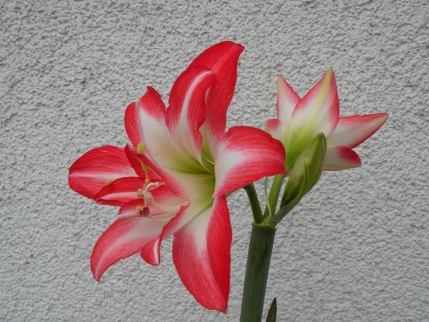 'Blossom Peacock'