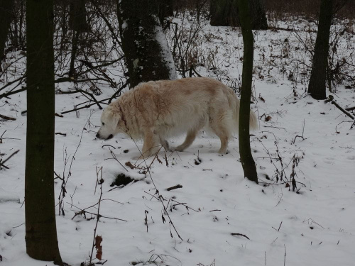 Styczniowe wsspomnienia