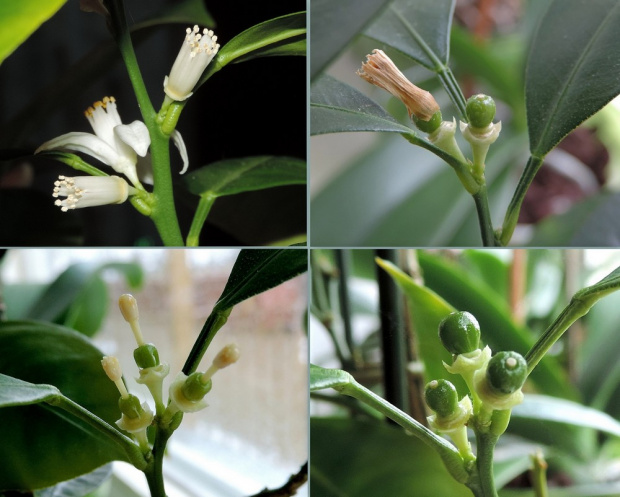 Kolejne etapy z życia kwiatów kalamondyny :) 1 - opadają płatki, 2 – żółknie i spada korona, 3-4 - zostają zalążki owoców wielkości małego pieprzu (czasem z taką śmieszną maczugą na czubku)