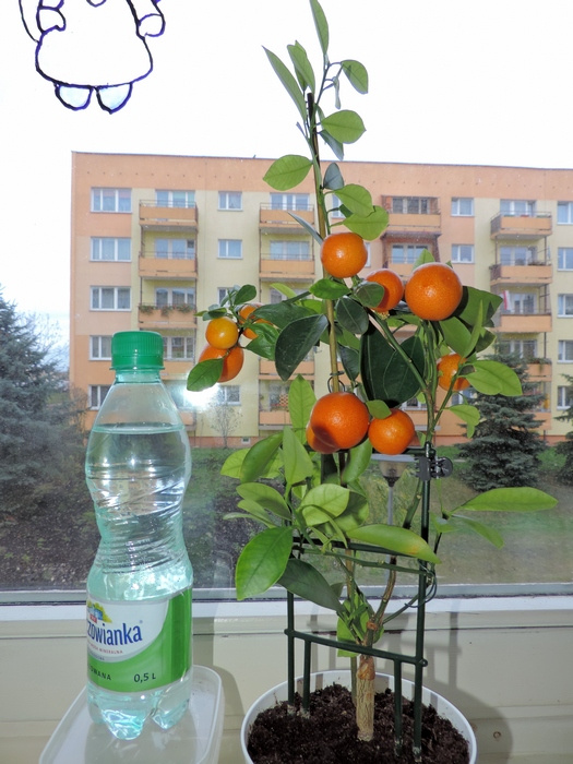 W towarzystwie 0,5 l butelki - dla porównania wielkości owoców i całej roślinki dźwigającej 10 kulek