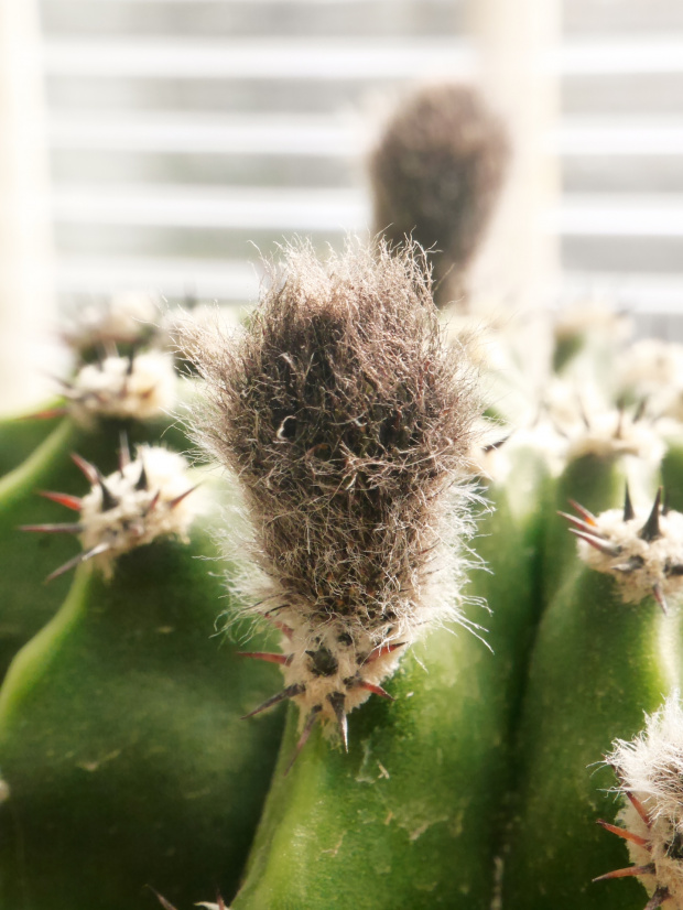 Echinopsis eyriesii