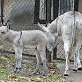 Ciekawe co mówi ten nowy mieszkaniec poznańskiego Zoo?