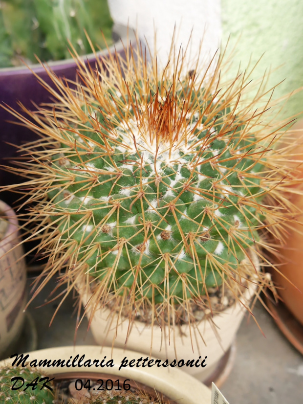 Mammillaria petterssonii