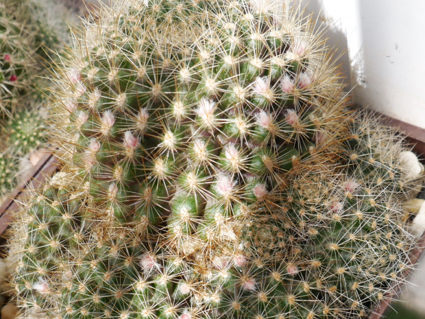 Rebutia flavistyla FR 756