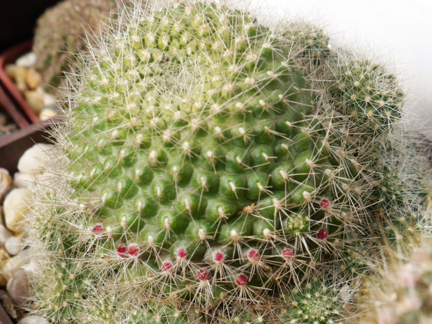 Rebutia senilis