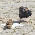 Nie do wiary - aż zakręcił głową szpak - Nawet dla nas są lody!!