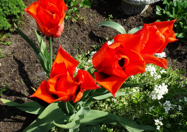Świat tulipanów