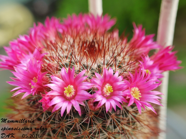 Mammillaria spinosissima 'rubra'