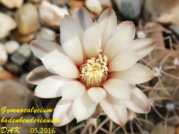 Gymnocalycium bodenbenderianum