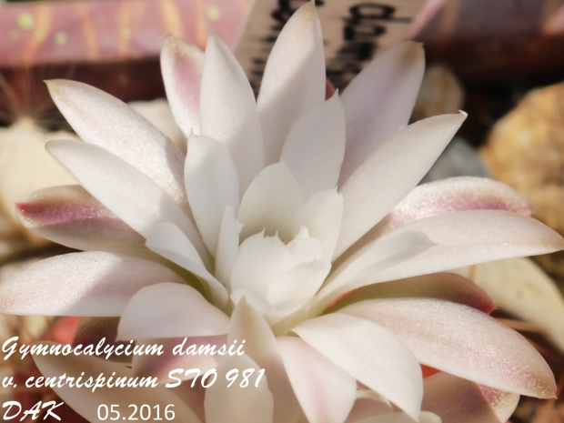 Gymnocalycium damsii v. centrispinum STO 981