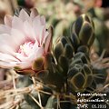 Gymnocalycium hyptiacanthum ‘odoratum’