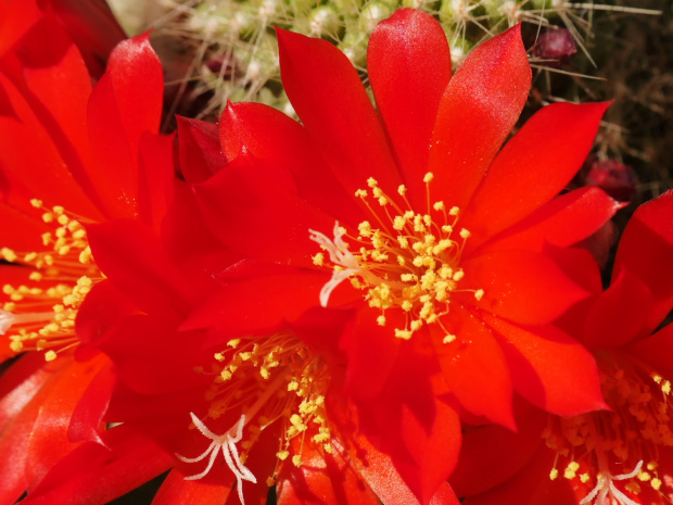 Rebutia senilis