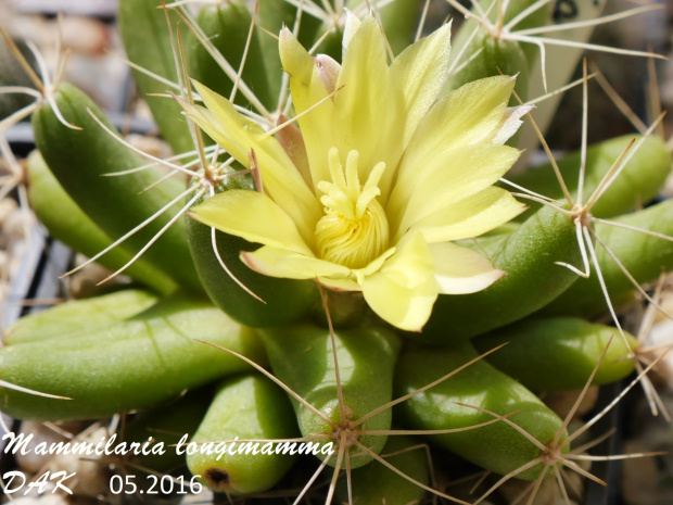 Mammillaria longimamma