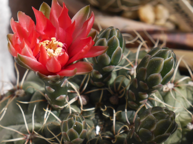 Gymnocalycium baldianum