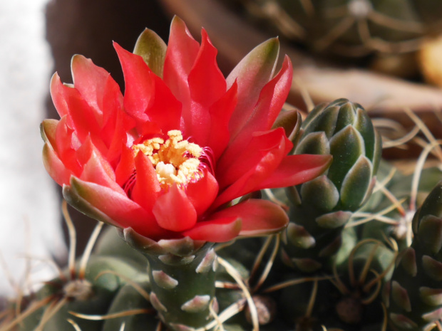 Gymnocalycium baldianum