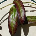 Hoya sp. Sabah Lubosz