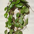 Hoya dolichosparte