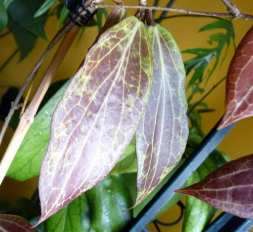 Hoya sp. Philipines IML 0831