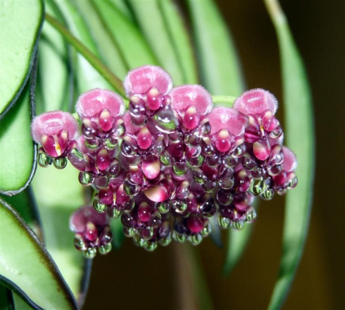 Hoya wayetii