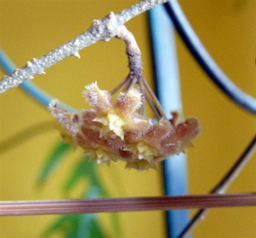 Hoya erythrina