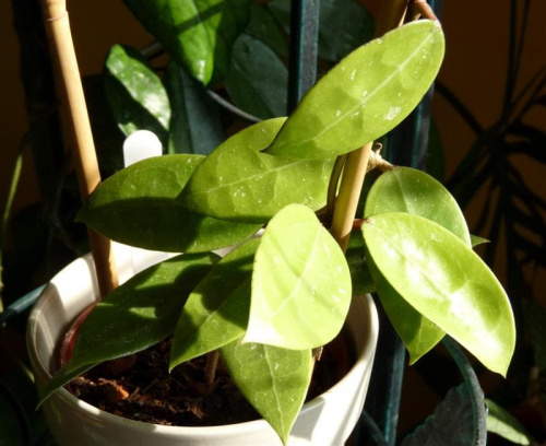 Hoya sp Bintulu Borneo IML 1646