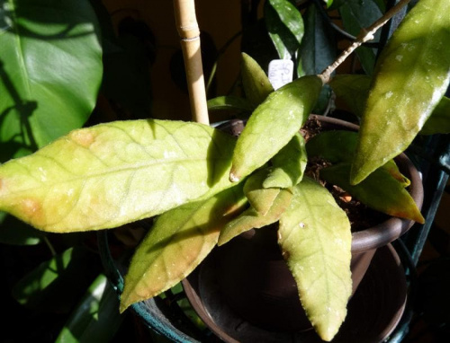 Hoya sp DMC 5667B Malaysia IML-1400