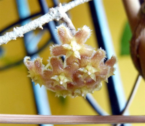 Hoya erythrina