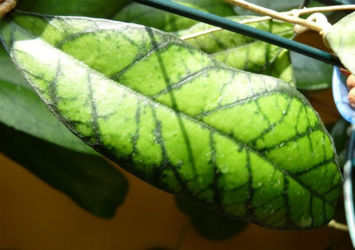 Hoya callystophylla IML-1752