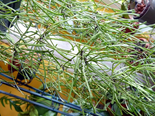 Hoya retusa