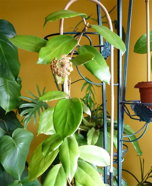 Hoya sp Japan
