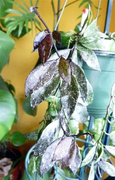 Hoya lacunosa Royal Flush