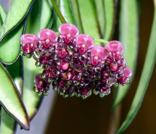Hoya wayetii