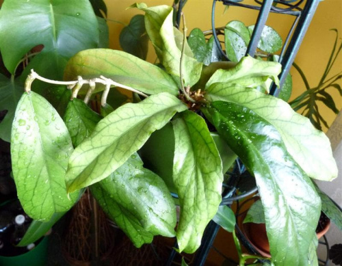 Hoya meredithii x crassicaulis