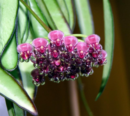 Hoya wayetii