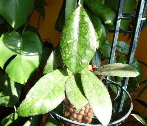 Hoya finlaysonii EPC-318