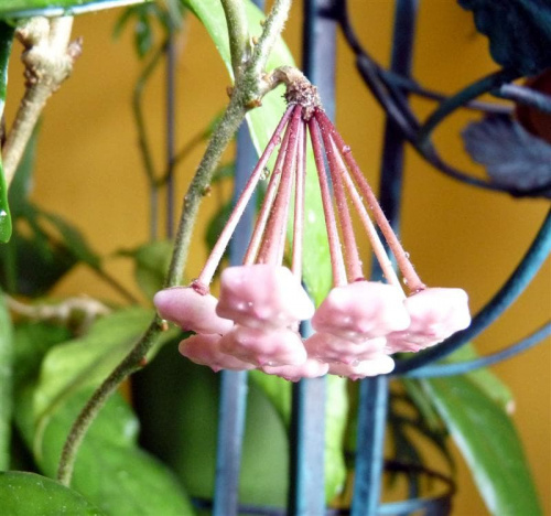 Hoya carnosa splash