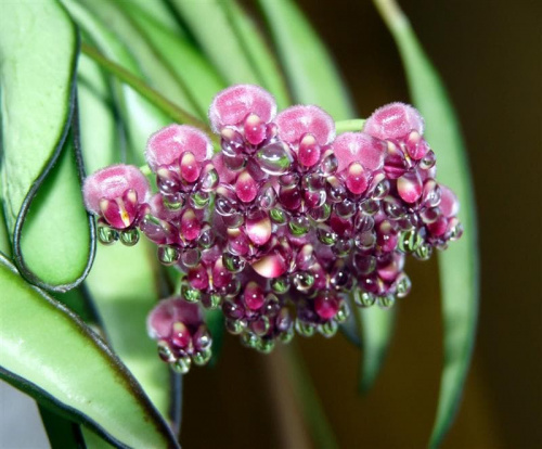 Hoya wayetii