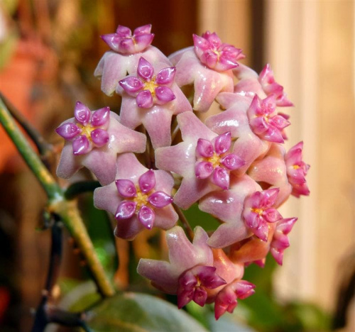 Hoya sp Flores Island UT 039