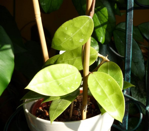 Hoya sp Bintulu Borneo IML 1646