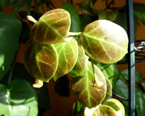 Hoya obscura MT24