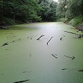 Fosa