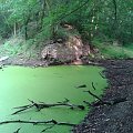 Fosa