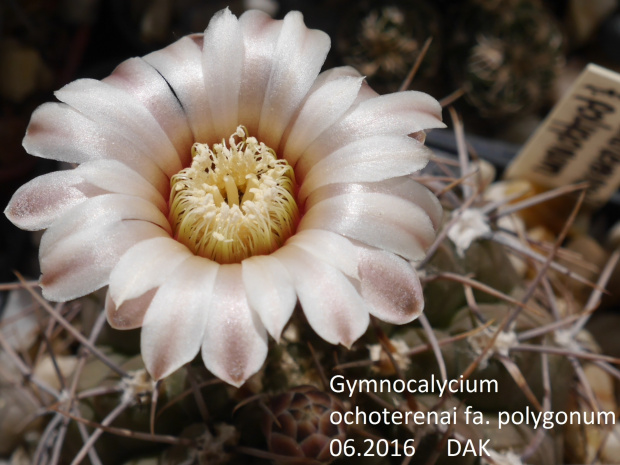 Gymnocalycium ochoterenai fa. polygonum