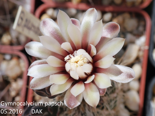 Gymnocalycium papschii