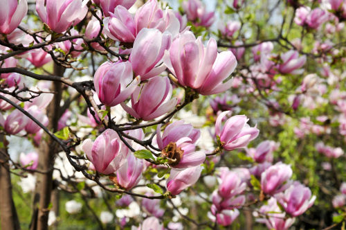 azalie różaneczniki magnolie