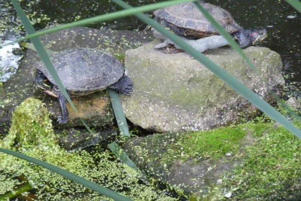 W Podkowie Leśnej - kościelny ogród