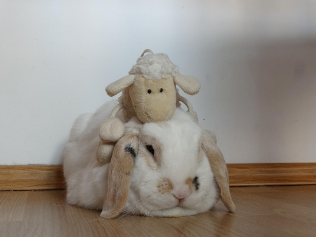 Owieczka potrafi wejśc na głowę takiemu twardzielowi jak Lolek..