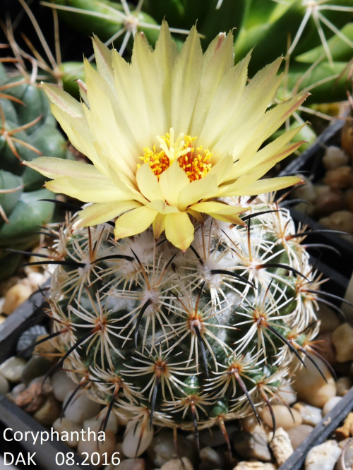 Coryphantha