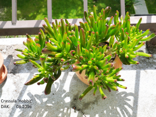 Crassula 'Hobbit' 08.2016