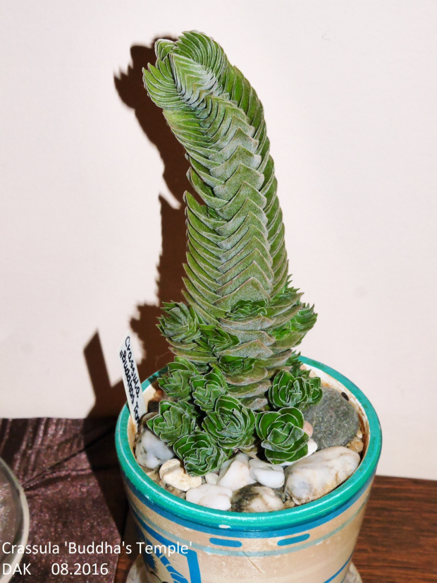 Crassula 'Buddha's Temple' 08.2016